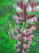 Мохнатка-цветок. Прислал Root Koelner